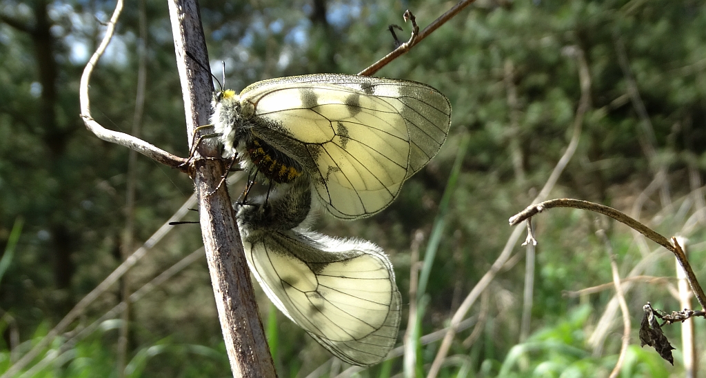 Niepylak mnemozyna (Parnassius mnemosyne)