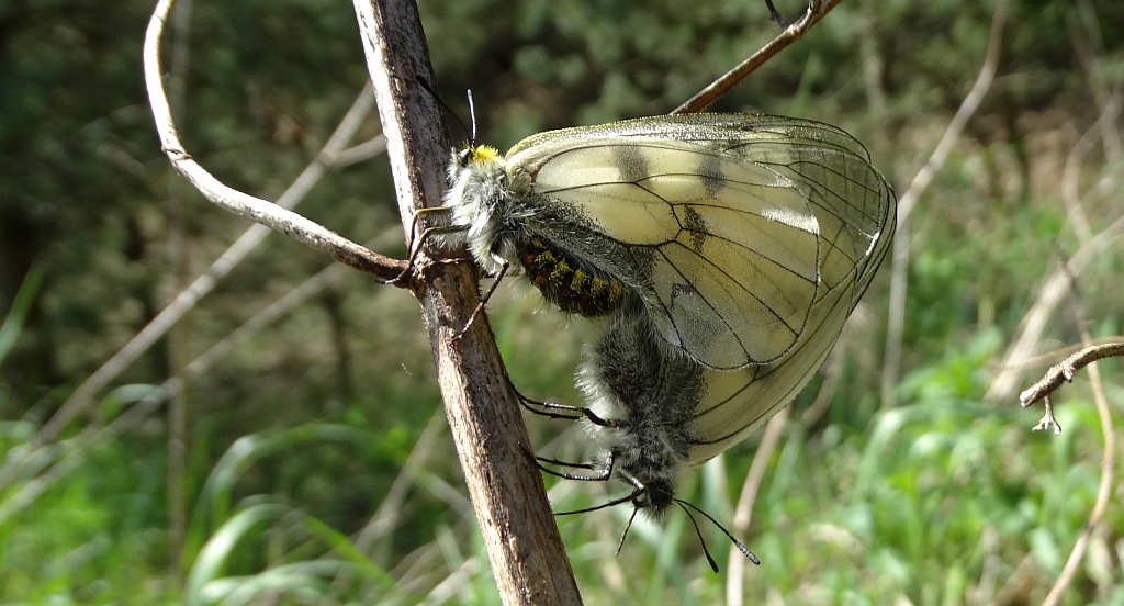 Niepylak mnemozyna (Parnassius mnemosyne)