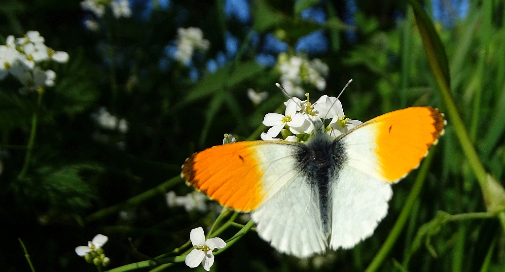 Zorzynek rzeżuchowiec (Anthocharis cardamines)