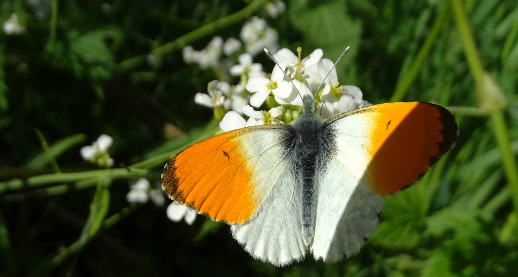 Zorzynek rzeżuchowiec (Anthocharis cardamines)