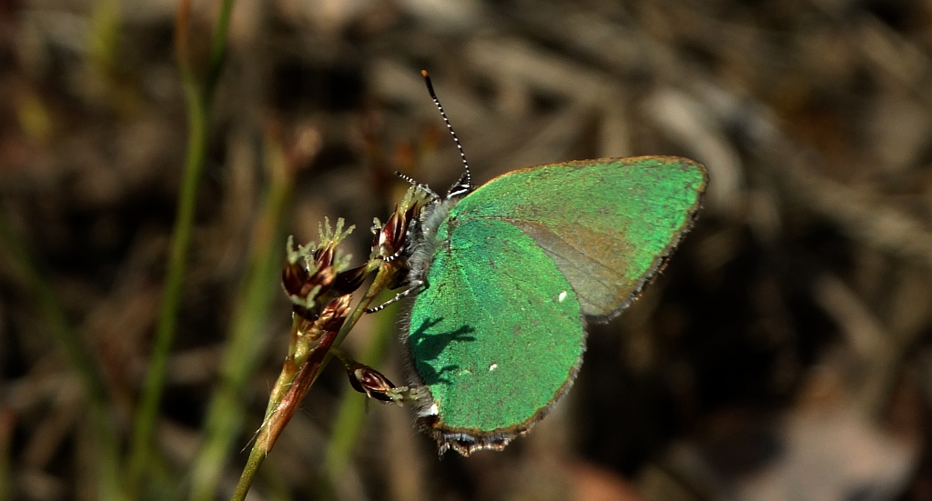 Zieleńczyk ostrężyniec (Callophrys rubi)