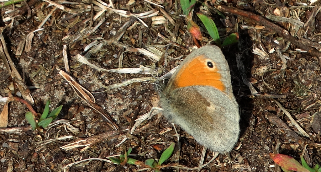 Strzępotek ruczajnik (Coenonympha pamphilus)
