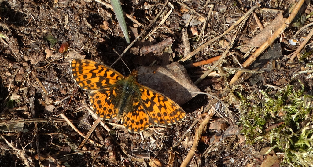 Dostojka dia (Boloria dia)