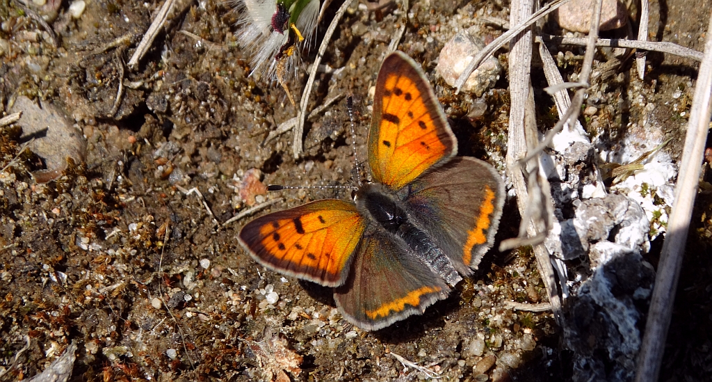 Czerwończyk żarek (Lycaena phlaeas syn. Lycaena phlaeoides)