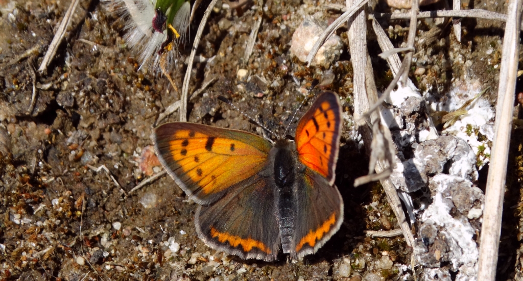 Czerwończyk żarek (Lycaena phlaeas syn. Lycaena phlaeoides)