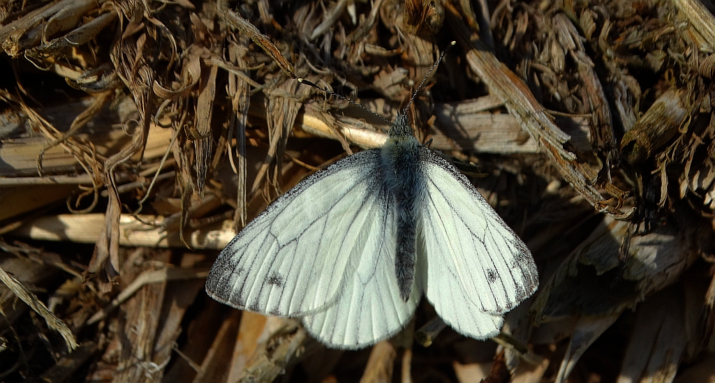Bielinek bytomkowiec (Pieris napi)