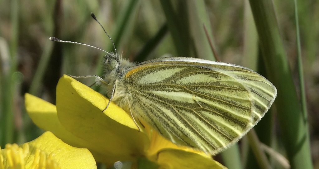 Bielinek bytomkowiec (Pieris napi)