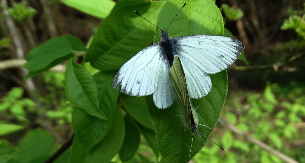Bielinek bytomkowiec (Pieris napi)