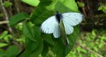 Bielinek bytomkowiec (Pieris napi)