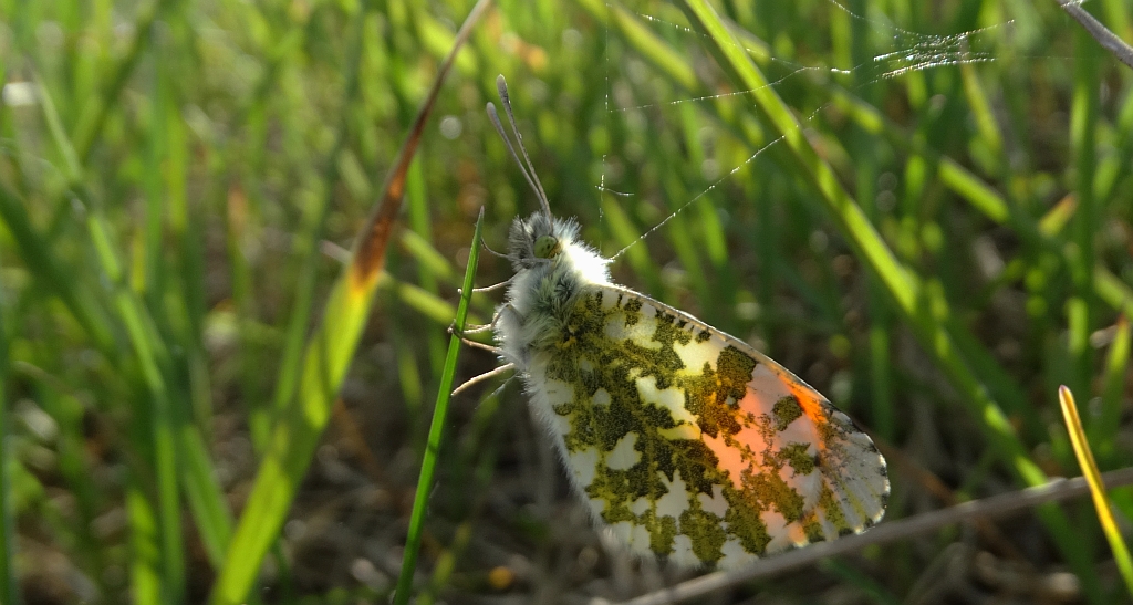 Zorzynek rzeżuchowiec (Anthocharis cardamines)