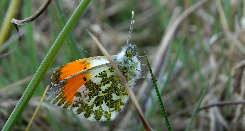 Zorzynek rzeżuchowiec (Anthocharis cardamines)