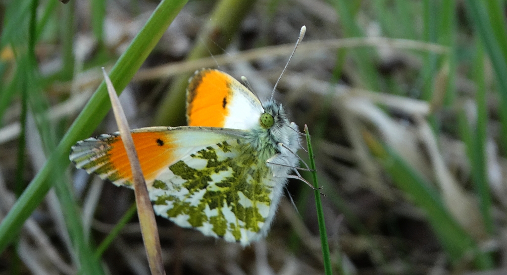 Zorzynek rzeżuchowiec (Anthocharis cardamines)