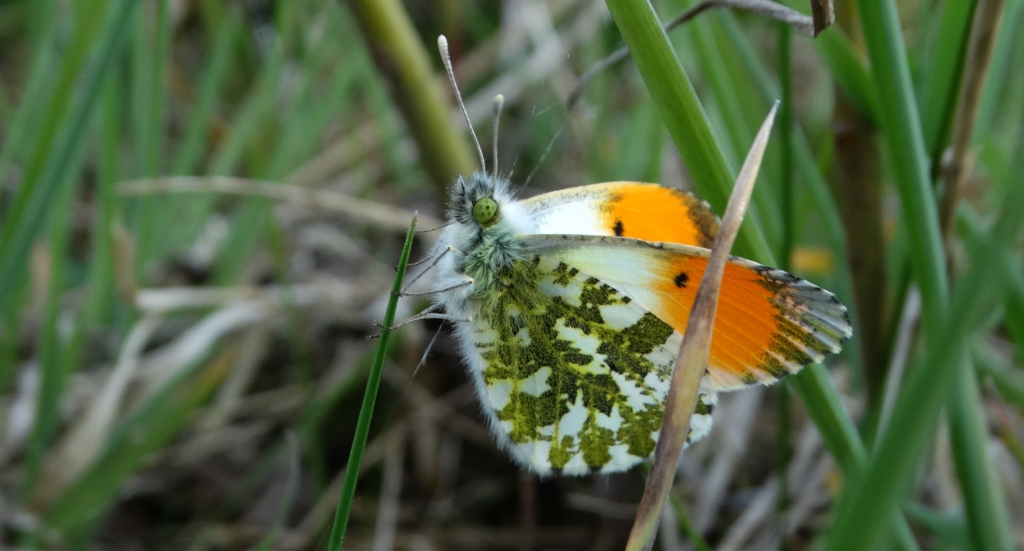 Zorzynek rzeżuchowiec (Anthocharis cardamines)
