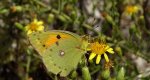 Szlaczkoń sylwetnik (Colias croceus)