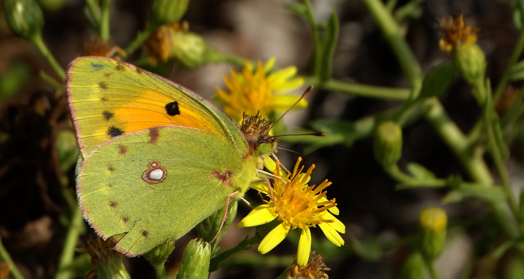 Szlaczkoń sylwetnik (Colias croceus)