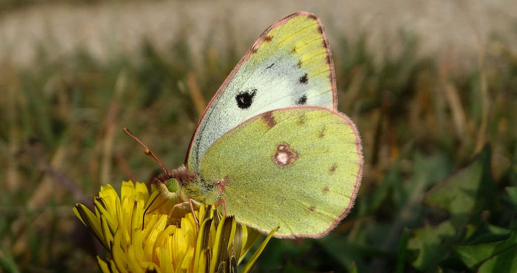 Szlaczkoń siarecznik (Colias hyale)