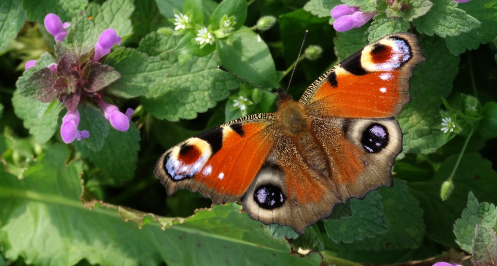 Rusałka pawik (Inachis io)