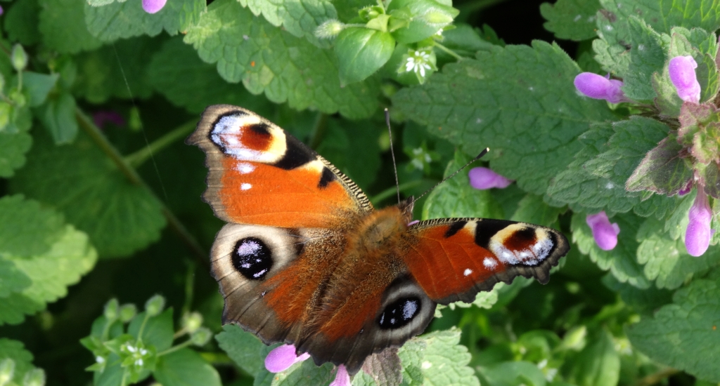 Rusałka pawik (Inachis io)