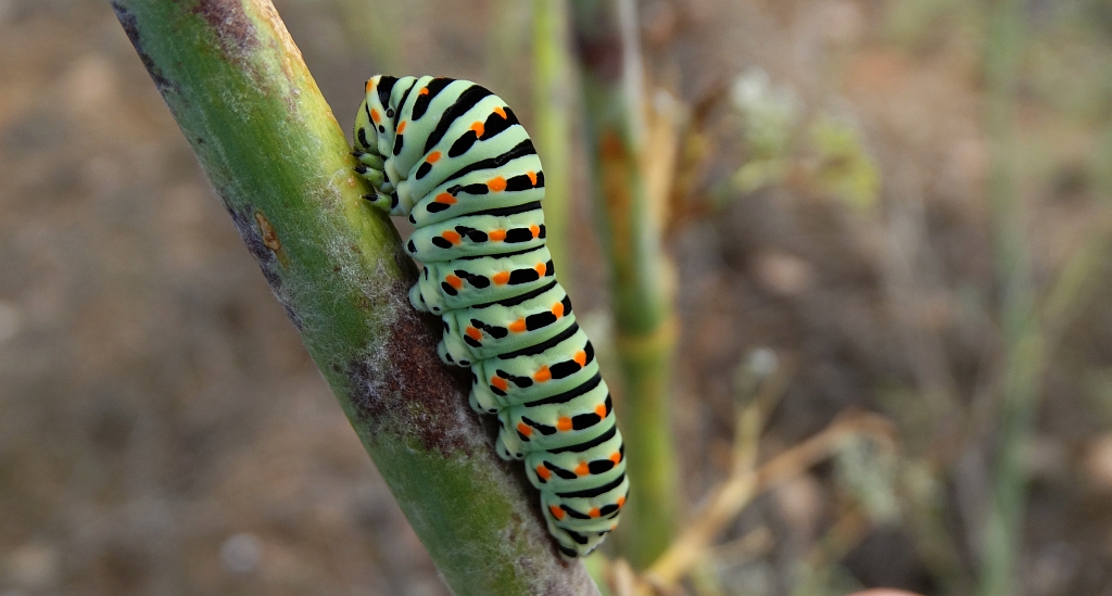 Paź królowej (Papilio machaon)
