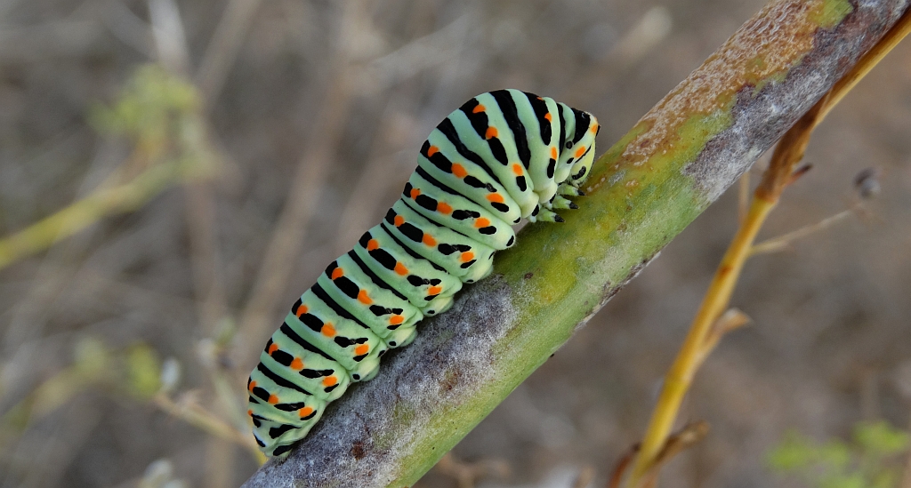 Paź królowej (Papilio machaon)