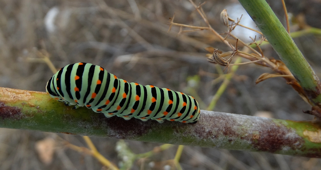 Paź królowej (Papilio machaon)