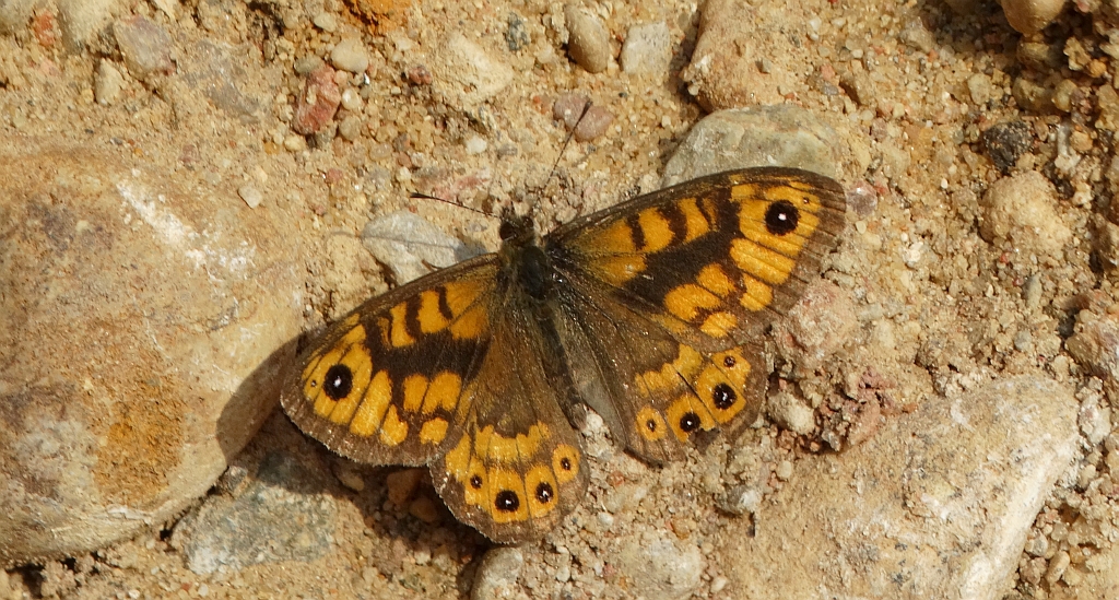 Osadnik megera (Lasiommata megera)