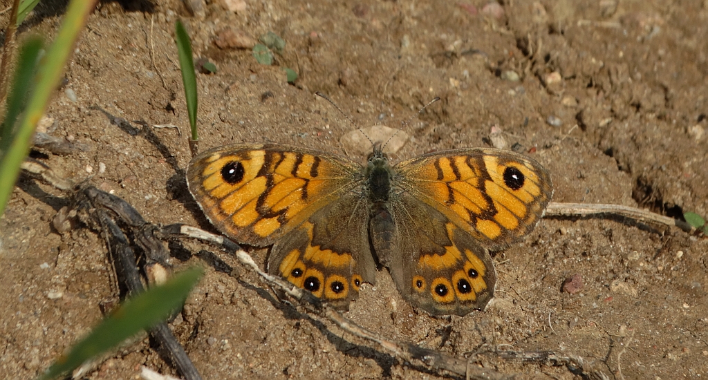 Osadnik megera (Lasiommata megera)