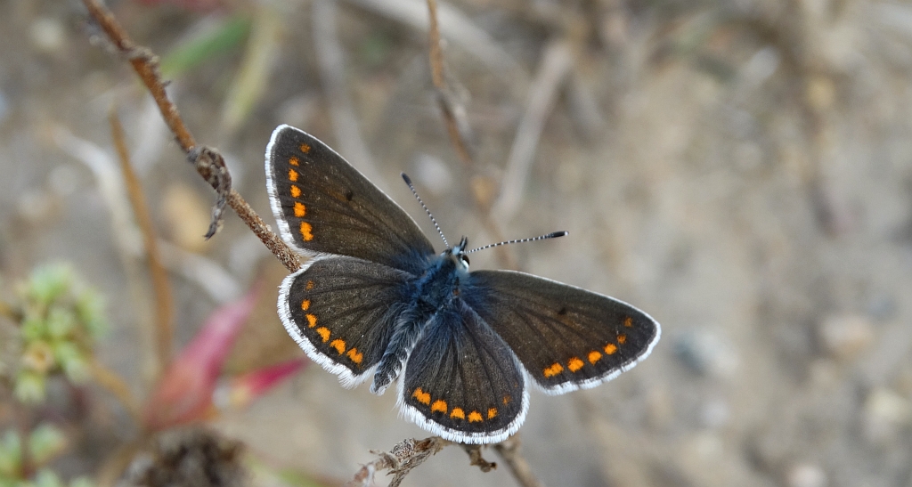 Modraszek agestis (Aricia agestis)