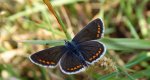 Modraszek agestis (Aricia agestis)