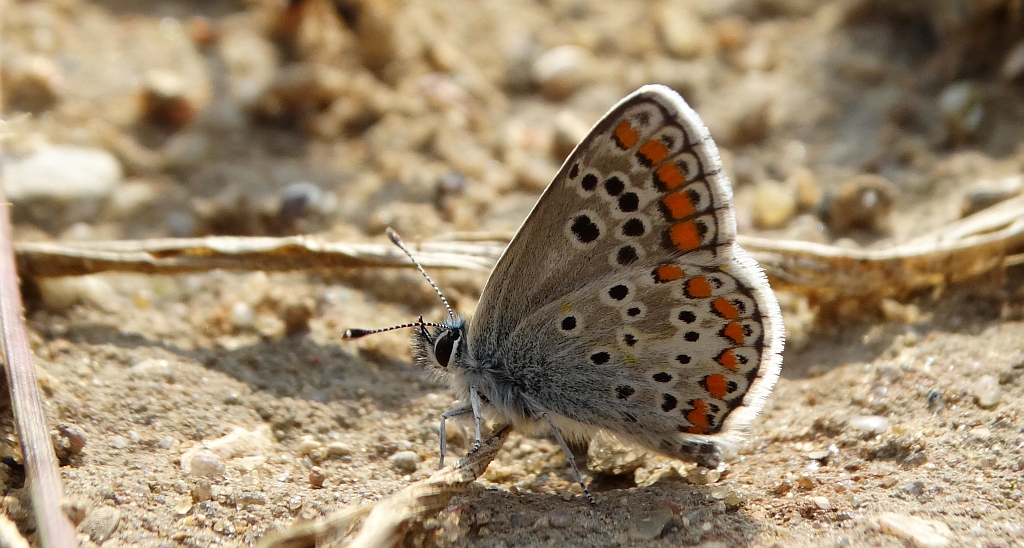Modraszek agestis (Aricia agestis)
