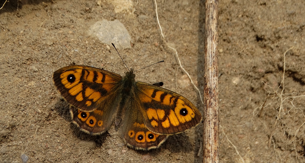 Osadnik megera (Lasiommata megera)