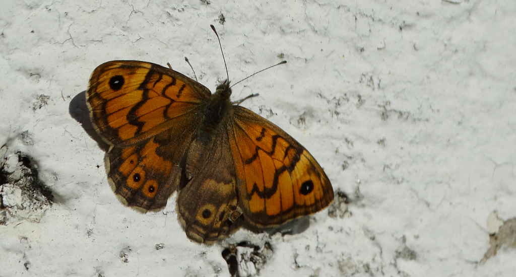 Osadnik megera (Lasiommata megera)