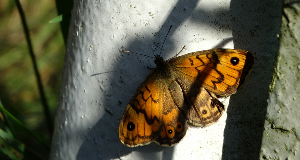 Osadnik megera (Lasiommata megera)