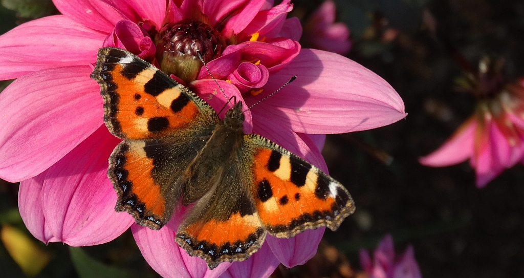 Rusałka pokrzywnik (Aglais urticae)