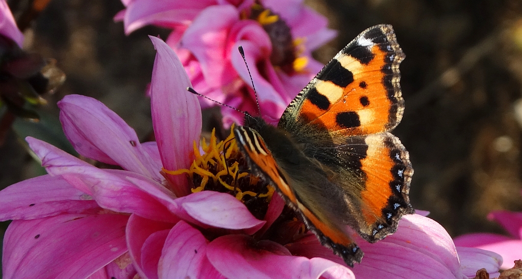 Rusałka pokrzywnik (Aglais urticae)
