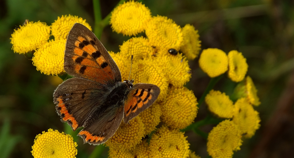 Czerwończyk żarek (Lycaena phlaeas)