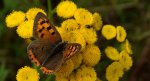 Czerwończyk żarek (Lycaena phlaeas)
