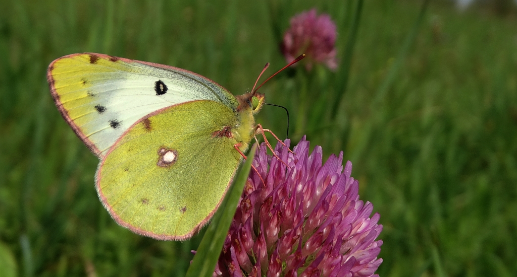Szlaczkoń siarecznik (Colias hyale)