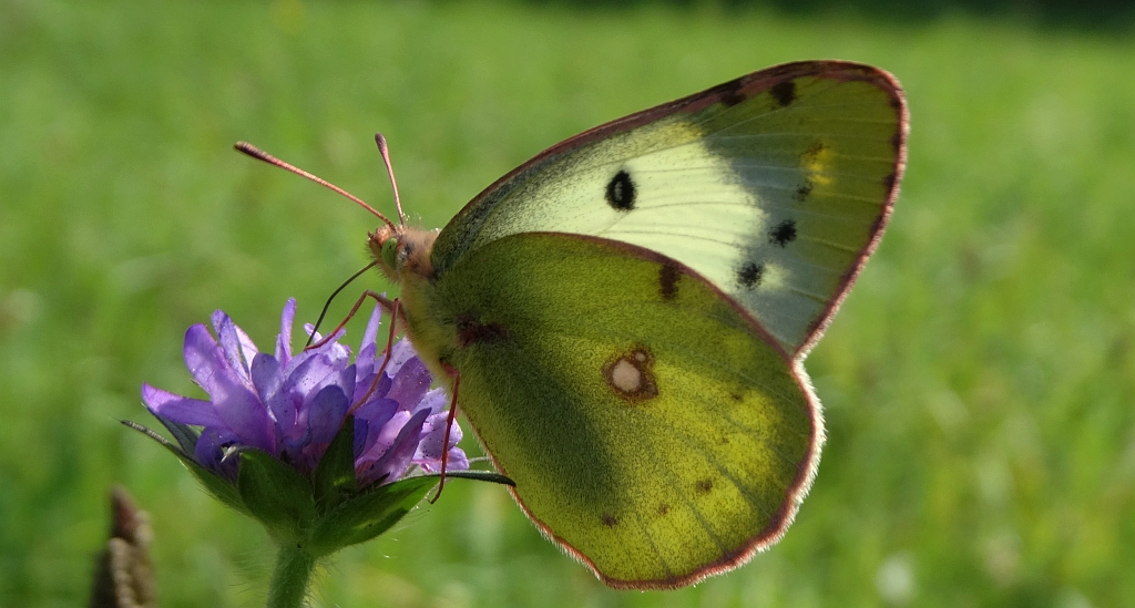 Szlaczkoń siarecznik (Colias hyale)