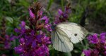 Bielinek bytomkowiec (Pieris napi)