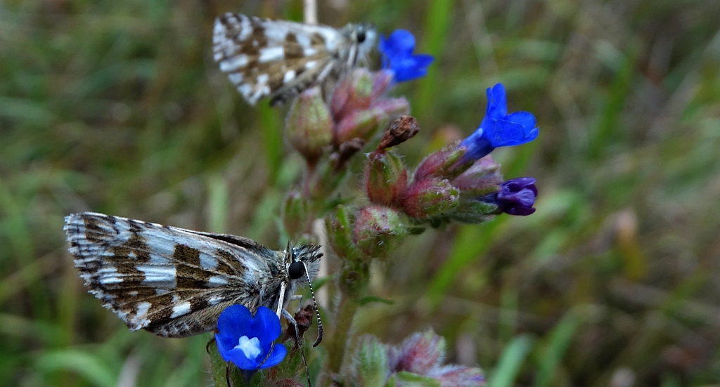 Powszelatek armorykański (Pyrgus armoricanus)