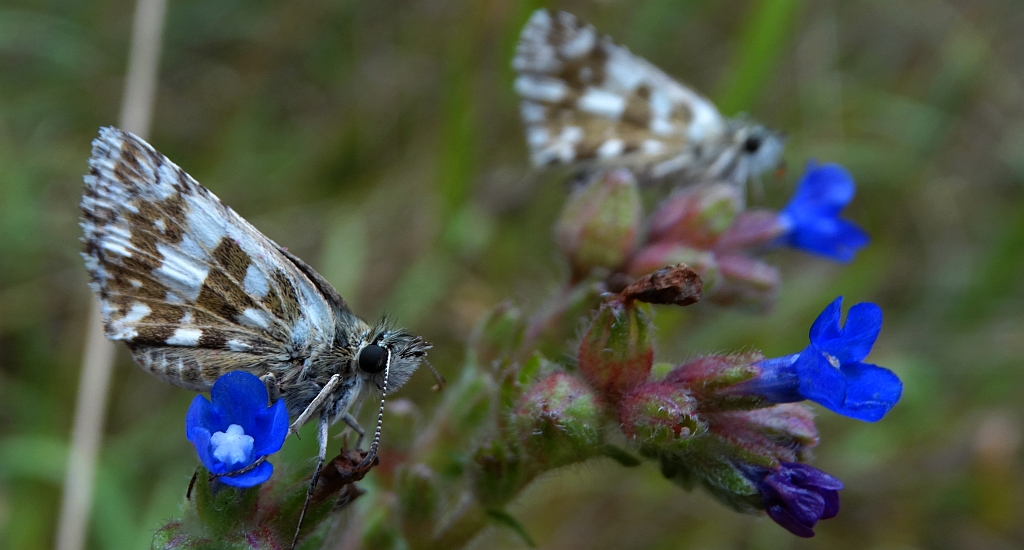 Powszelatek armorykański (Pyrgus armoricanus)