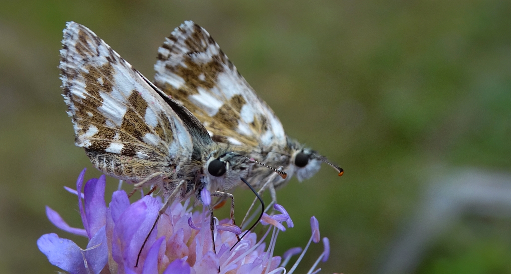 Powszelatek armorykański (Pyrgus armoricanus)