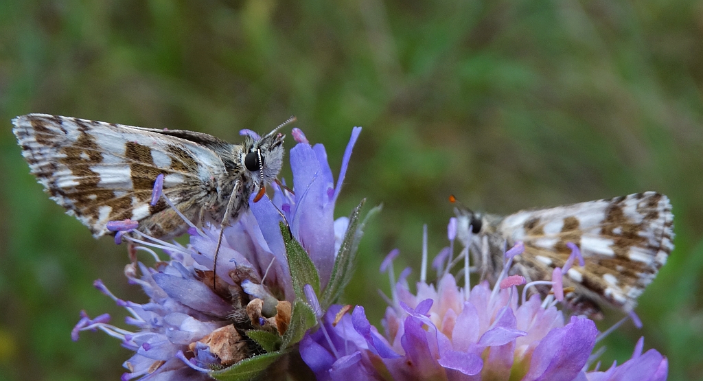 Powszelatek armorykański (Pyrgus armoricanus)