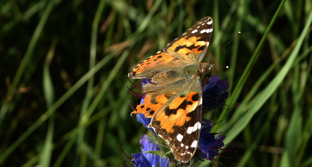 Rusałka osetnik (Vanessa cardui)