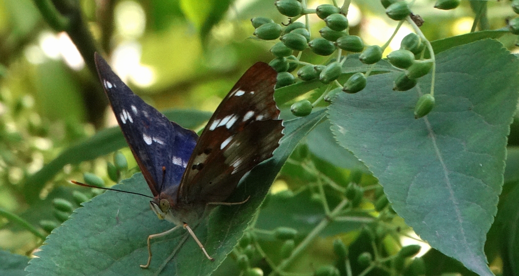 Mieniak strużnik (Apatura ilia)