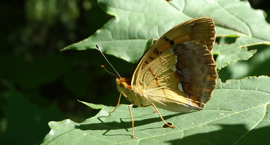 Dostojka laodyce (Argynnis laodice)