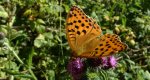 Dostojka laodyce (Argynnis laodice)