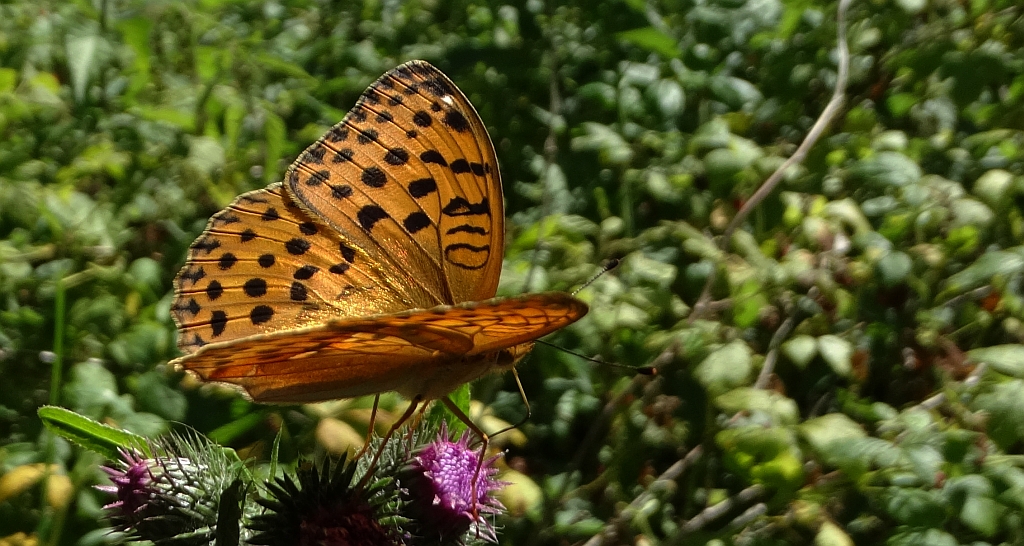 Dostojka laodyce (Argynnis laodice)
