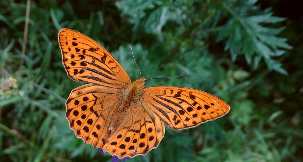 Dostojka malinowiec (Argynnis paphia)